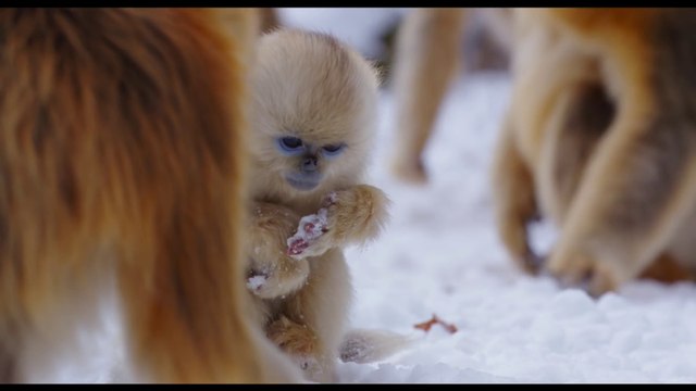 Born in China - Snow Cha-Cha Clip - Disneynatures [Full HD,1920x1080]