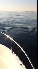 Les dauphins à la rencontre des pêcheurs ce matin devant le vieux-port de Bastia monsterbuzz.fr