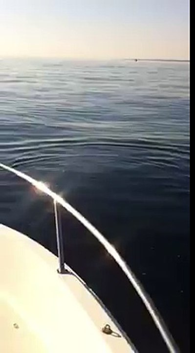 Les dauphins à la rencontre des pêcheurs ce matin devant le vieux-port de Bastia monsterbuzz.fr