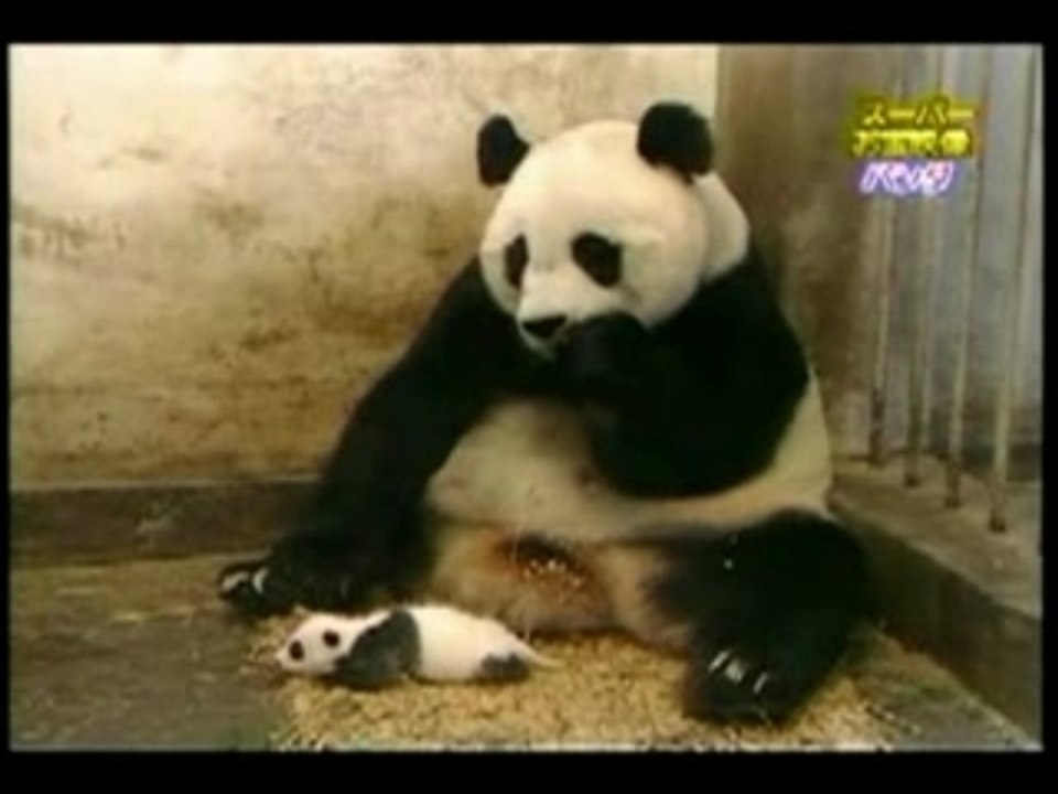 Baby panda sneeze
