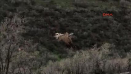 Mardin Savur'da 7 PKK'lı Etkisiz Hale Getirildi