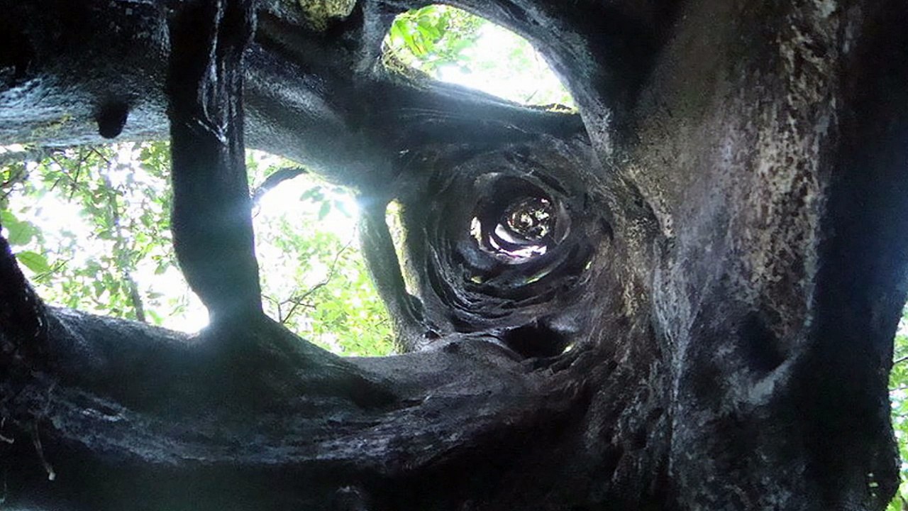 ¿Cuantas especies de árboles hay en el mundo?