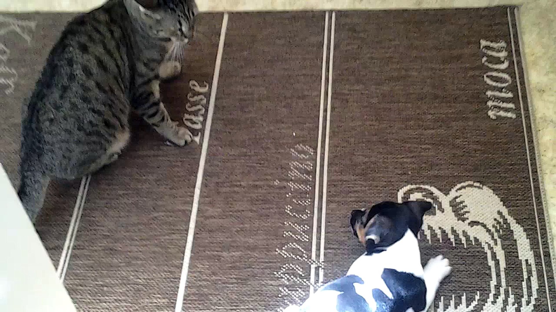 Cat vs Dog puppy