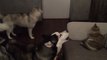 Huskies sing for unimpressed cat (typical!)
