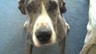 Great Dane can't hide his guilt after getting caught