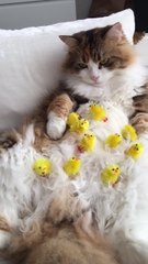 Cat introduced to gathering of "new best friends"