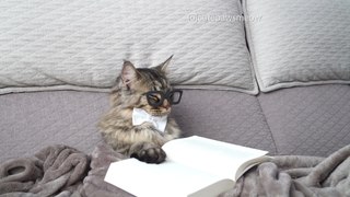 Cat represents all of us trying to finish a book