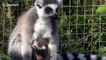 Newborn baby lemur poses for the camera