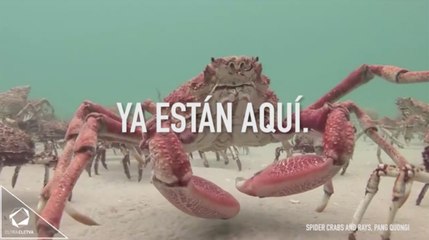 Los cangrejos araña gigantes de la costa de Melbourne