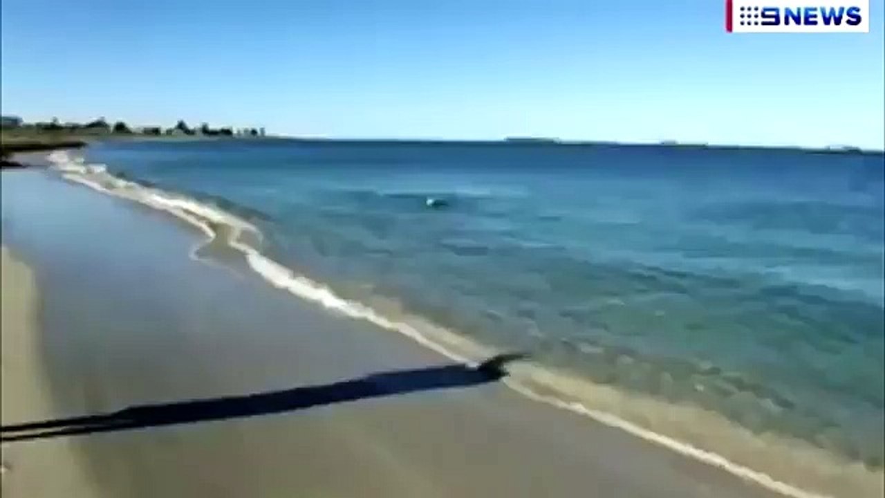 Lors d’une promenade à la plage avec son maître, ce chien s’échappe et plonge soudainement dans l’eau. La raison laisse