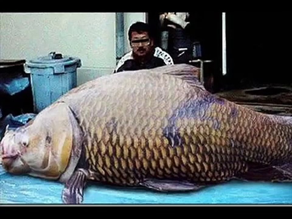 Dünyanın En Büyük Hayvanları (Dünyanın En Büyükleri)