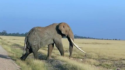 Dünyanın En Uzun Dişli Fili!