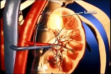 fun and learn with sinhala.