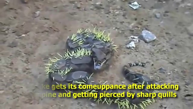 Snake attacked by porcupine with a sharp quills punctures - Boa snake writhing in pain