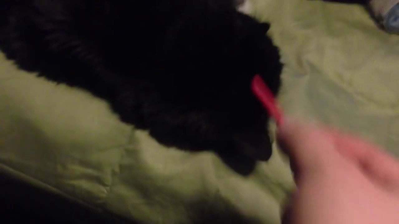 Réveil d'un chat avec un pétard... !