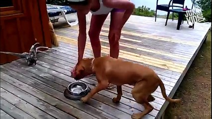 Best Videos Compilation Week 2 February 2017  JukinVideo