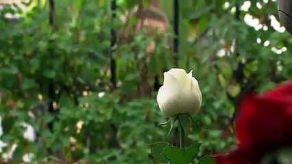 Un dulce olor a rosas