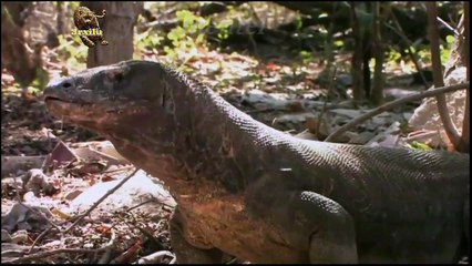 DRAGÃO DE COMODO, batalhas de animais selvagens, mundo animal, confrontos animais, animais selvagens atacando