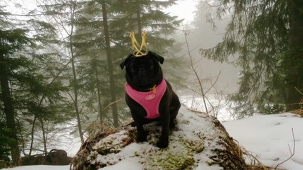 Niedeckens BAP - Dausende vun Liebesleeder