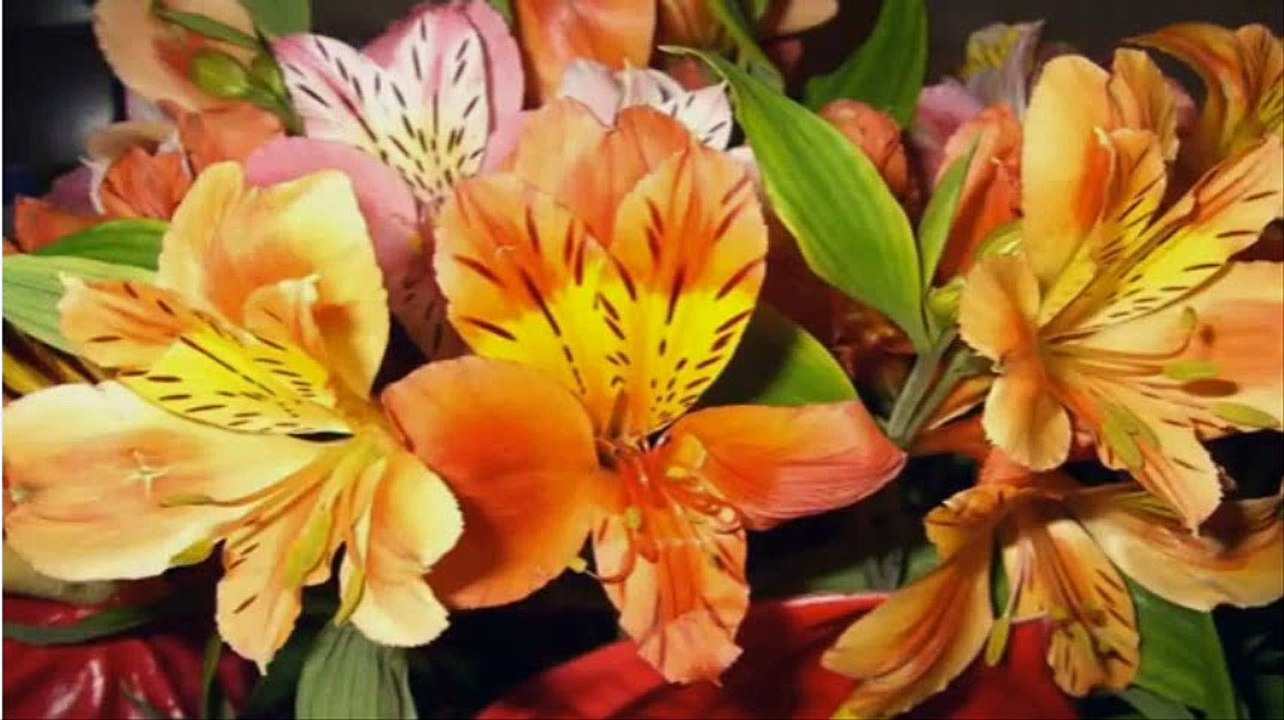 Alstroemeria -  Peruvian lily