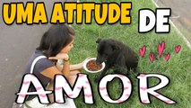 AJUDANDO CÃES DE RUA