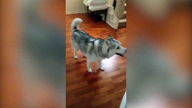 Ce husky est devenu complètement fou !