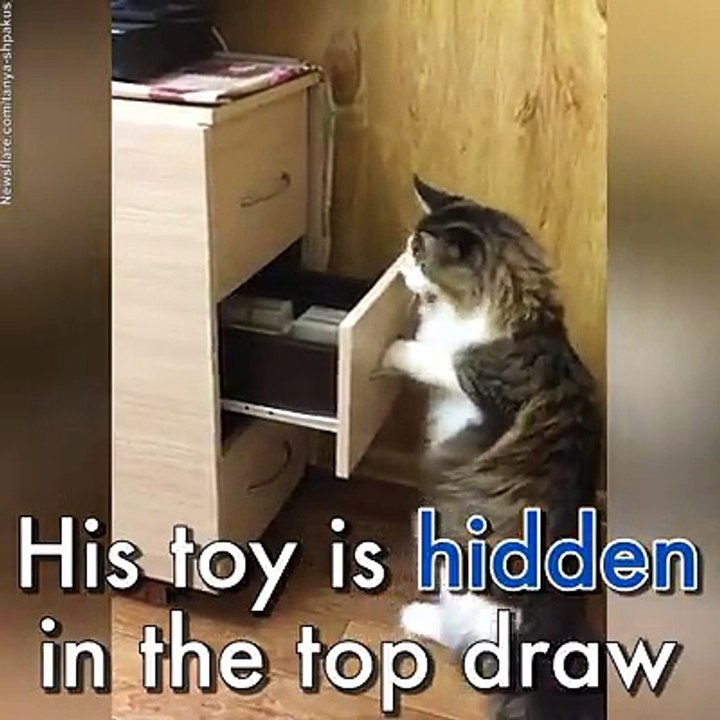 Cats are awesome 2017 Part 4