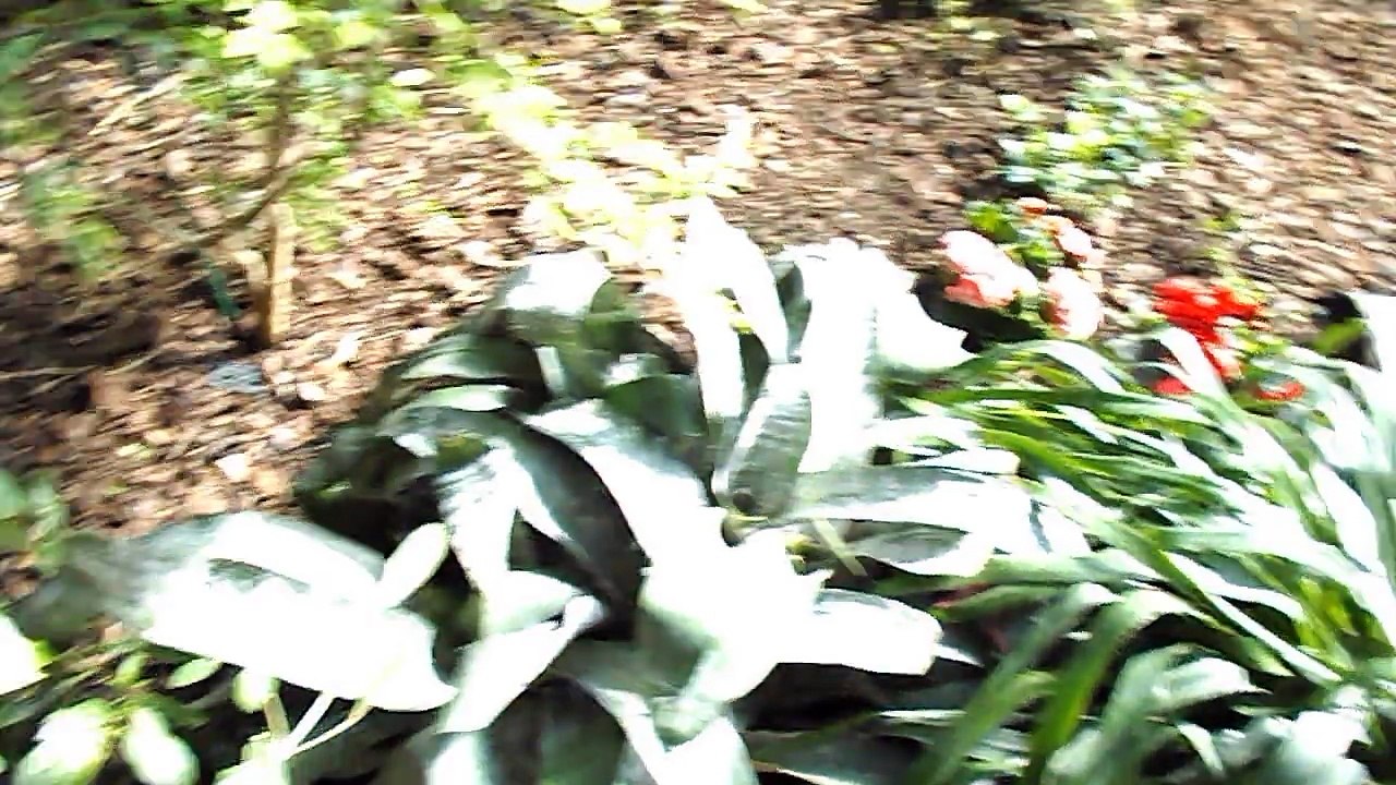 Tour of the Barbican conservatory (home to exotic fish & tropical plants) in London part 2