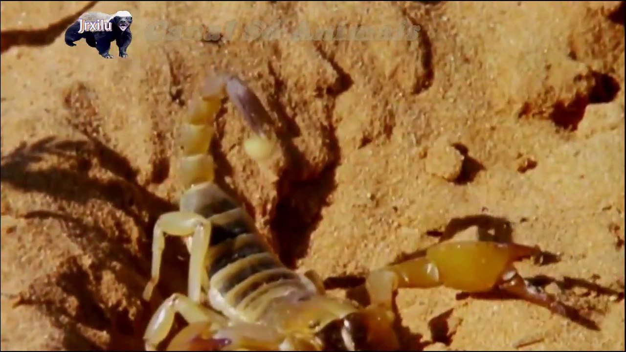 Escorpião Vs Suricate, batalhas de animais selv...