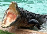 Aligator atacando, batalhas de animais selvagens, mundo animal, confrontos animais, animais selvagens atacando