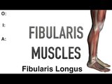 Fibularis Muscles - Origins, Insertions & Actions