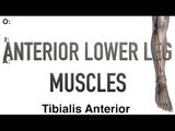 Anterior Lower Leg Muscles - Origins, Insertions & Actions