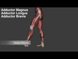 Adductor Muscles - Origins, Insertions & Actions