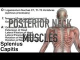 Posterior Neck Muscles - Origins, Insertions & Actions