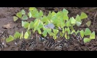 Butterflys - Documentary of Insects | Kids educational Videos | Butterflys in india . http://BestDramaTv.Net