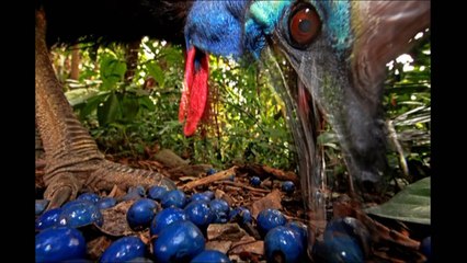 Những loài chim không bao giờ bay. The Birds never fly.