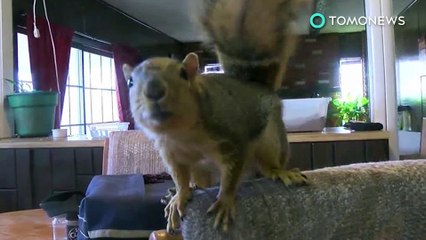 한 남성이 기르던 다람쥐, 도둑 향해 맹공격