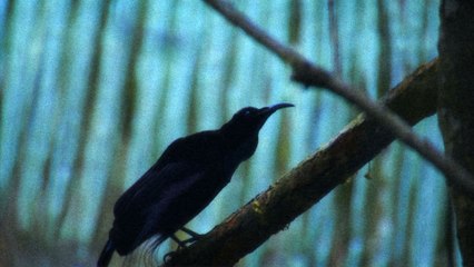 Feu! Chatterton - Boeing