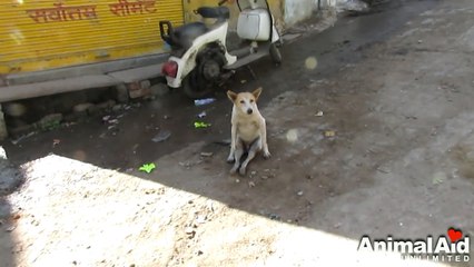 Dog paralysed from car accident walks again