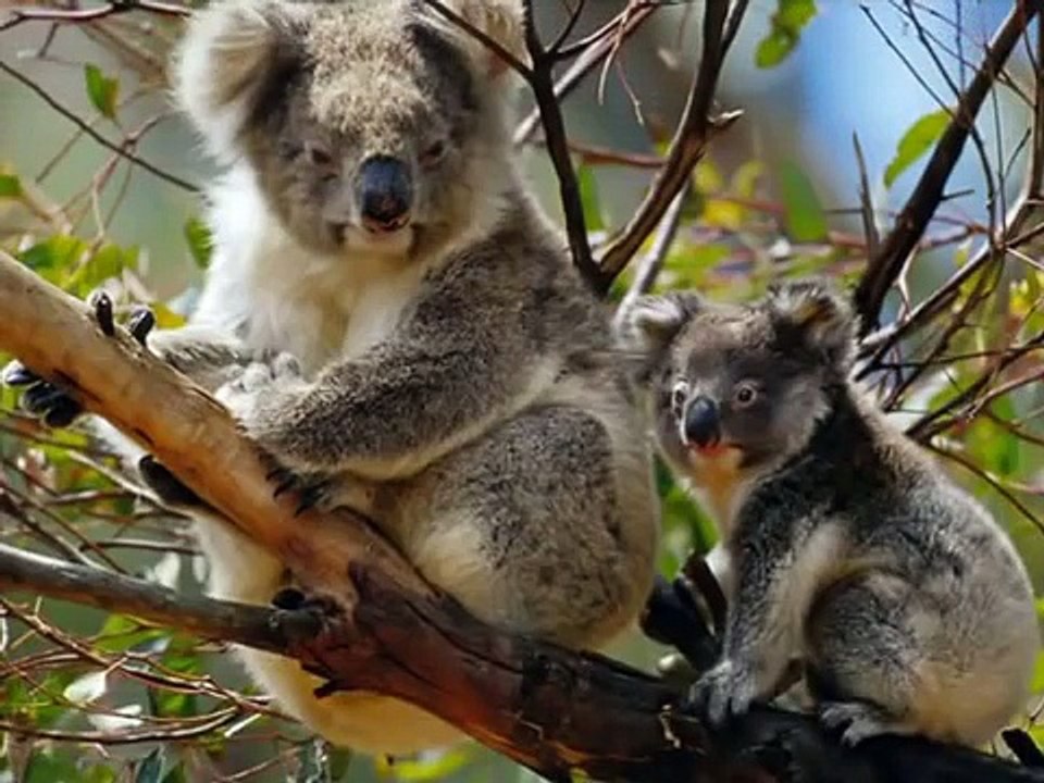 Baby Einstein Collection Baby Noah Animal video Dailymotion