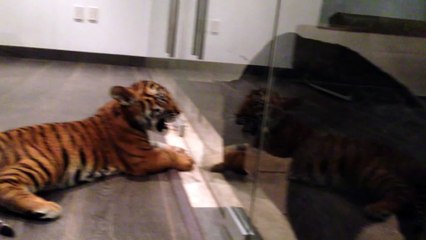 Funny Animals Compilation - cute baby animals - Alcyone is a tough lil Tiger