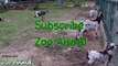 Happy goats in farm animals -  for kids - Animais TVdfgre