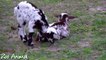 Happy goats in farm animals - Funniest animal video for kids -dfgrt