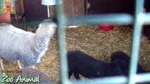 Sheep and lambs happy in his house on farm - Farm animals video for rtyrtyrtrrr