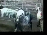 Funny Bakra Animals Video - Punjabi Dubbing Virt5rer