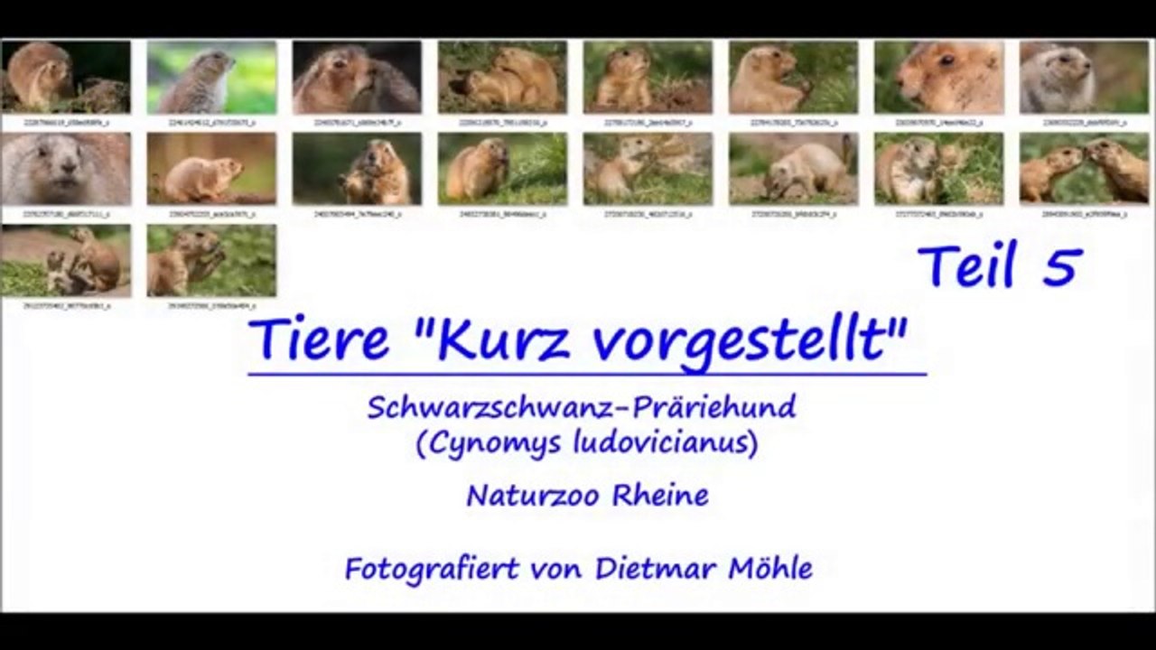 Tiere  'Kurz vorgestellt'  -  Teil 5  - Schwarzschwanz - Präriehund