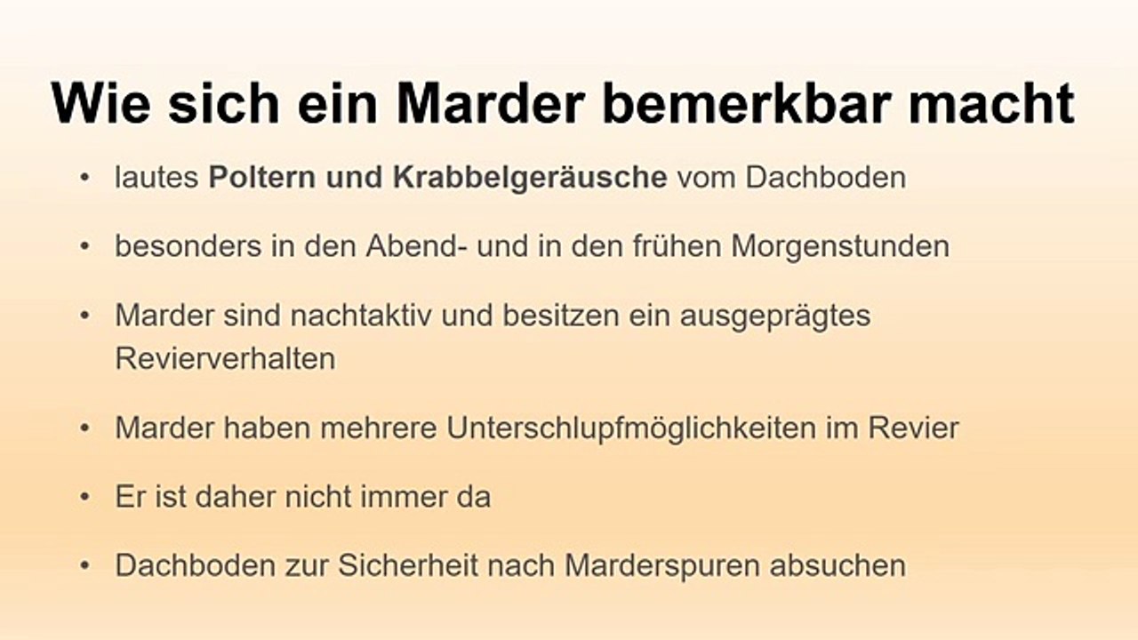 Marder vertreiben - So wirst du deinen Marder los