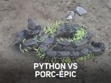 Ce python n'aurait jamais dû manger ce porc-épic