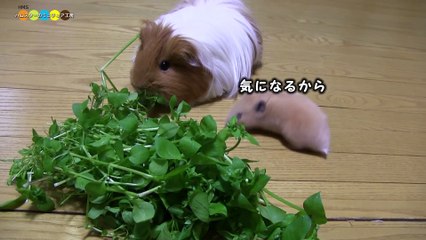 照井浩也癒やしの生き物 (5)