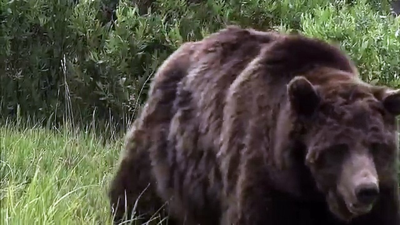 Best Documentary of All Time The Most Extreme Predators Animals